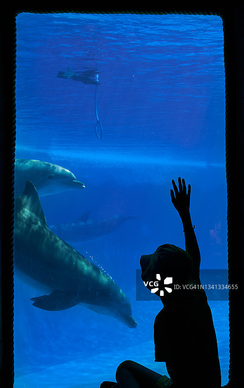 孩子在水族馆隔窗观看海豚游泳的剪影图片素材