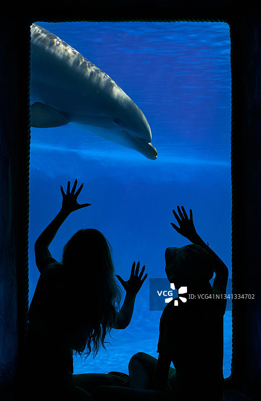 孩子们在水族馆隔窗观看海豚游泳的剪影图片素材