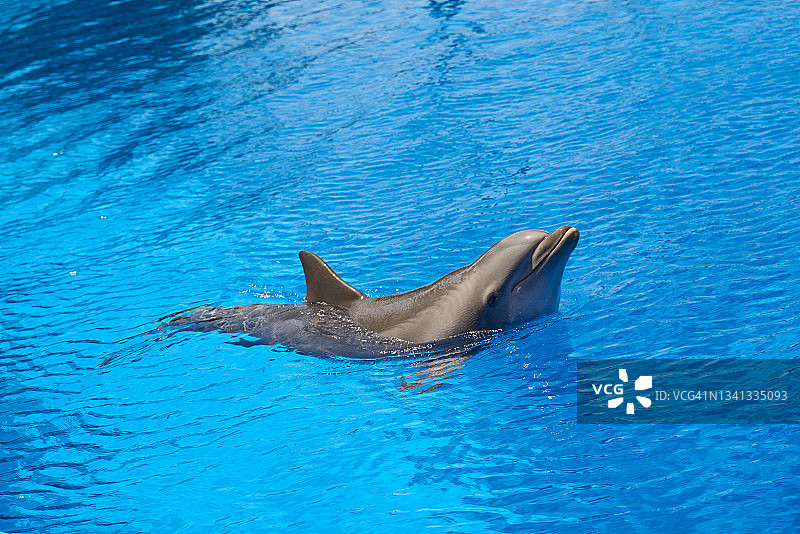 水族馆蓝色水池中的海豚游泳图片素材