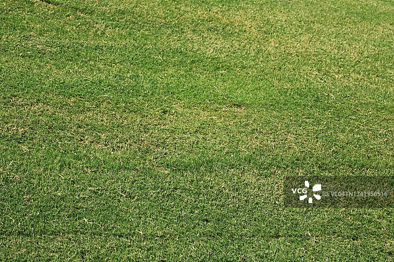 绿色草地全画幅图片素材