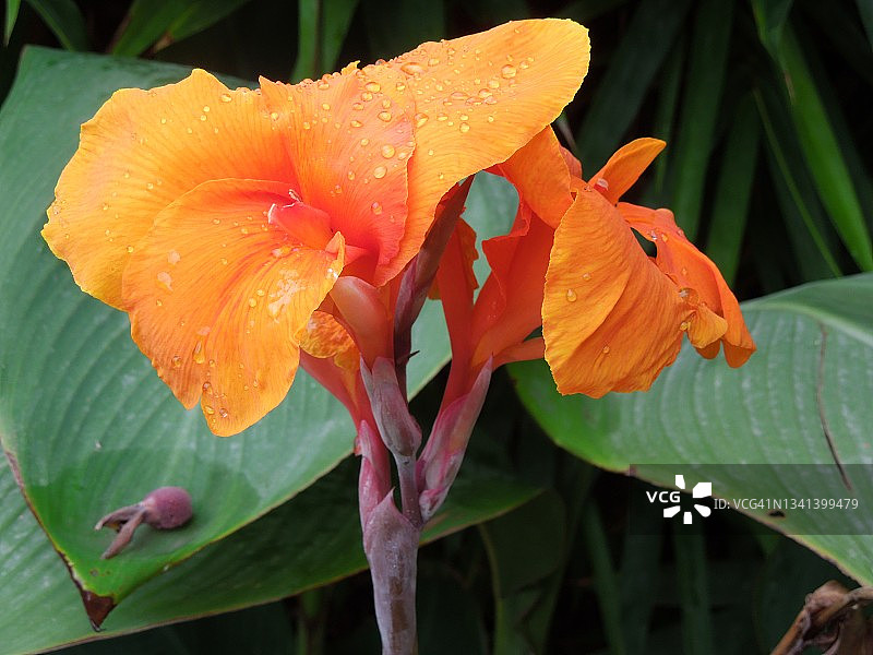 橙红色美人蕉鲜艳花朵图片素材