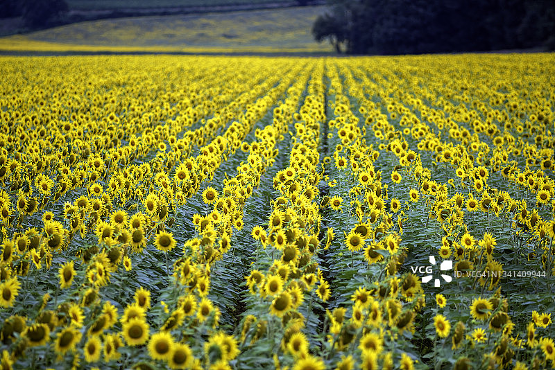 法国向日葵花田图片素材