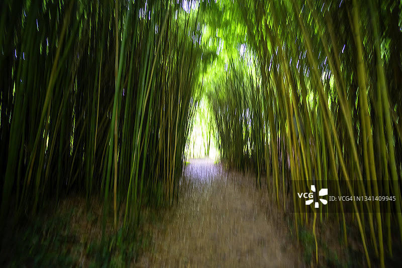 阴森的氛围，黑暗竹林小径的梦魇和梦幻般的模糊效果图片素材