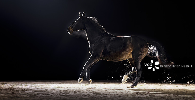 在马术馆奔跑的黑色马图片素材