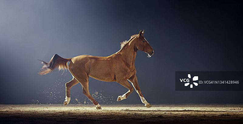 在骑术馆奔跑的棕色马图片素材