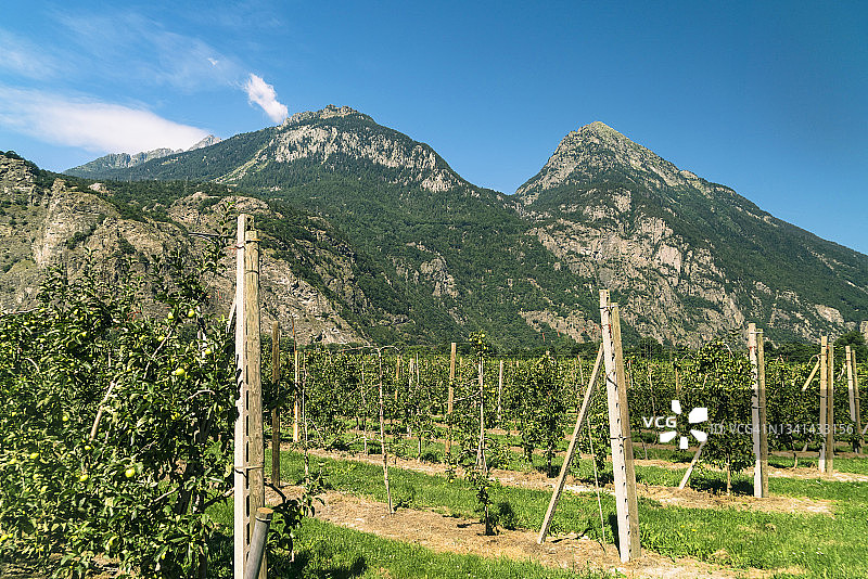 瑞士马蒂尼葡萄园和山脉景观图片素材