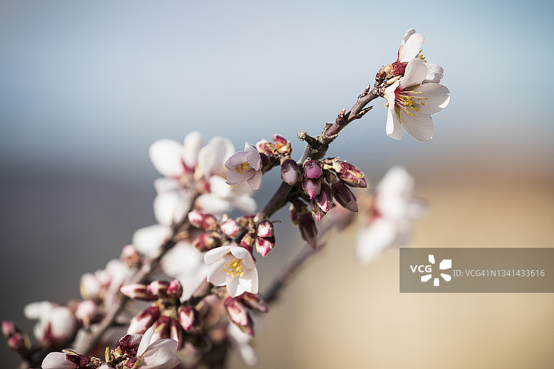 盛开的杏树图片素材