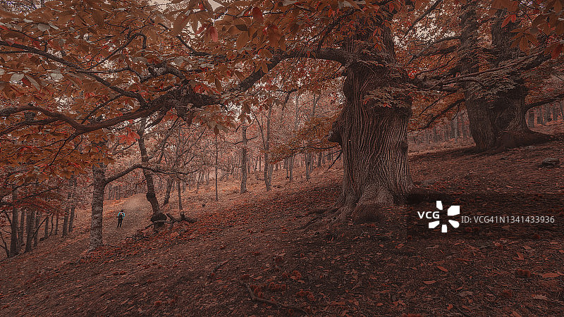 西班牙阿维拉的秋季森林图片素材