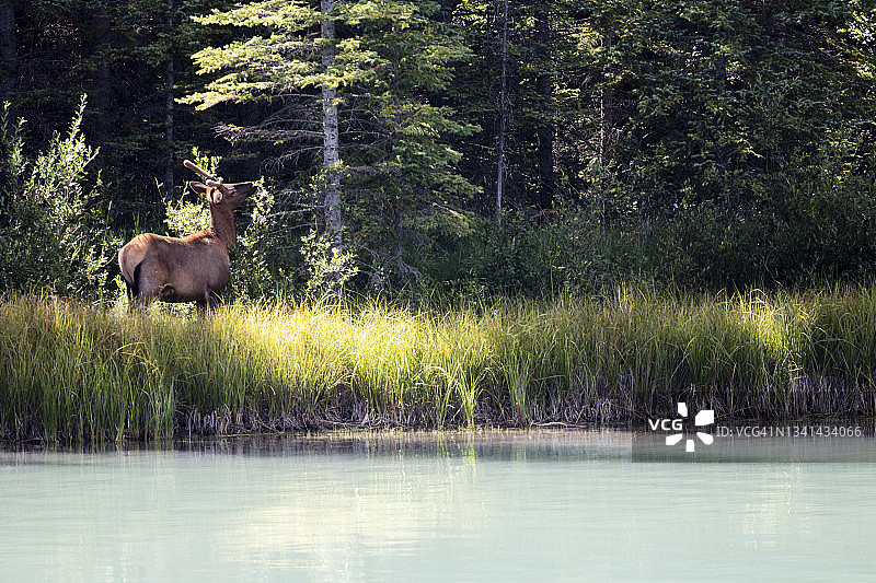 在加拿大班夫弓河岸边觅食的鹿图片素材