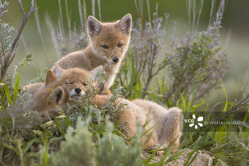 三只小郊狼幼崽在草地上休息，美国怀俄明州杰克逊霍尔图片素材