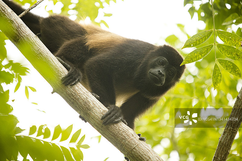 巴拿马洛斯桑托斯省阿祖埃罗半岛的吼猴图片素材