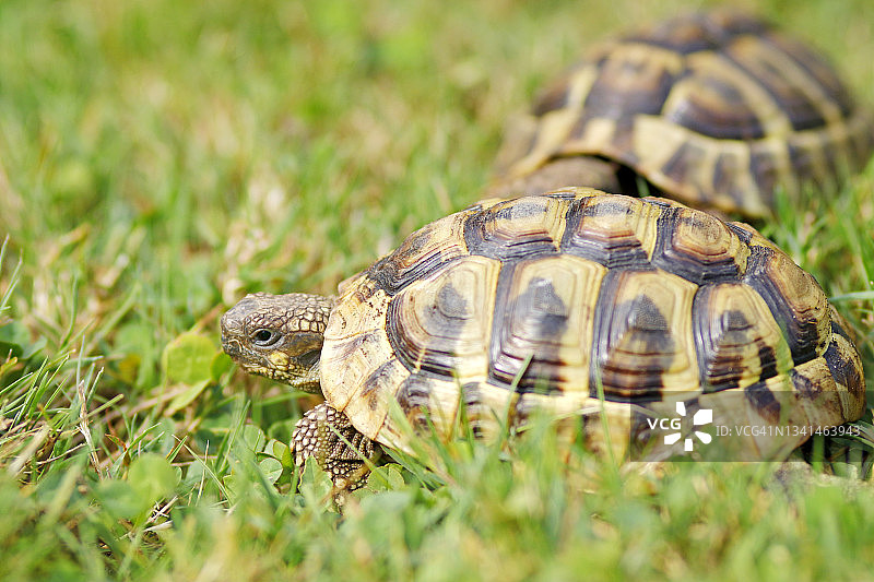 赫尔曼陆龟特写图片素材