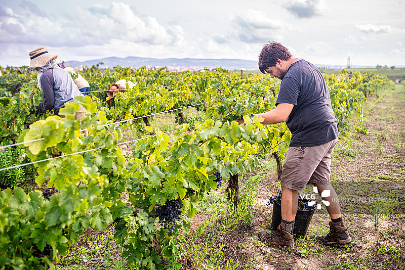 秋季葡萄园的收成景象图片素材