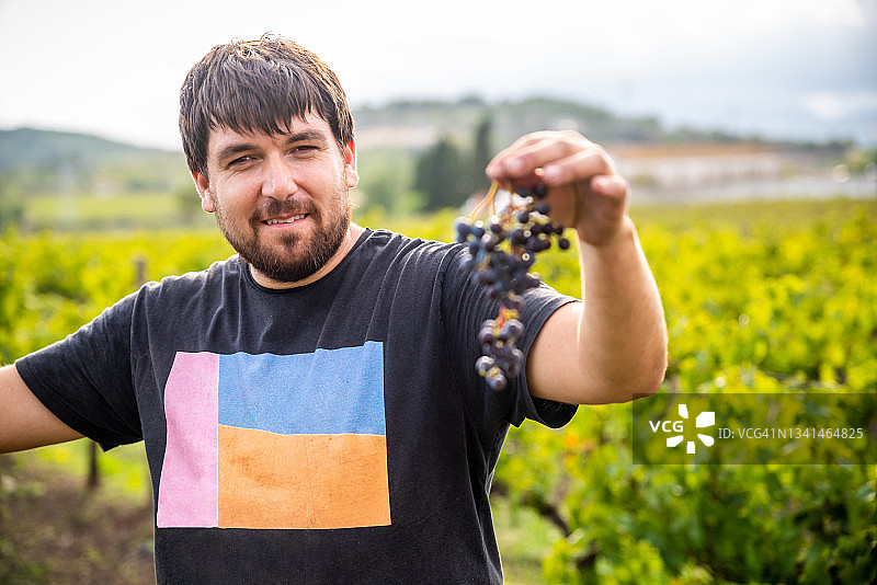 年轻的农民正在收获葡萄图片素材