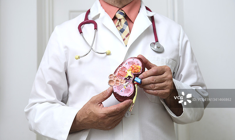医生与肾脏教学模型图片素材