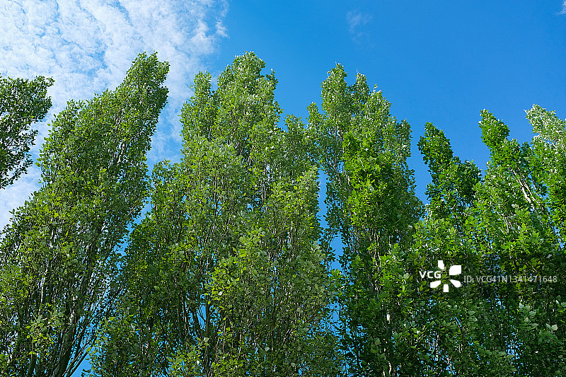 夏季或春日，美丽阳光下蓝天背景的树枝与树叶，绿色桦树林图片素材