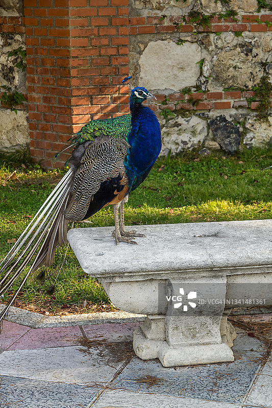 石凳上的雄孔雀图片素材