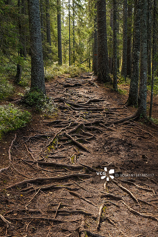 斯科斯克根国家公园秋季针叶林中的树根小路图片素材
