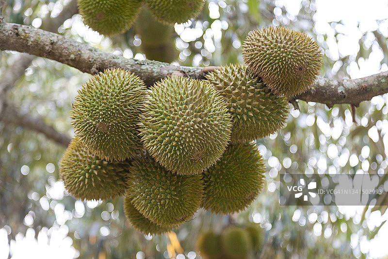 水果之王：榴莲图片素材