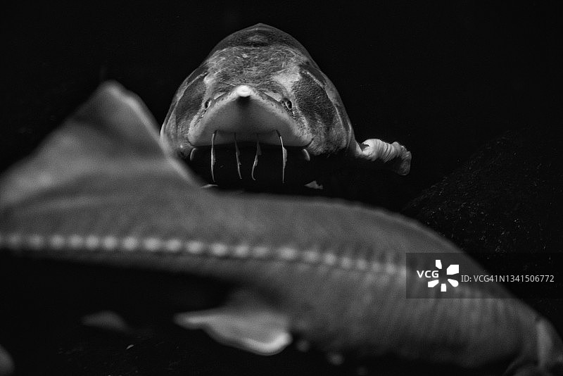 西伯利亚鲟鱼图片素材