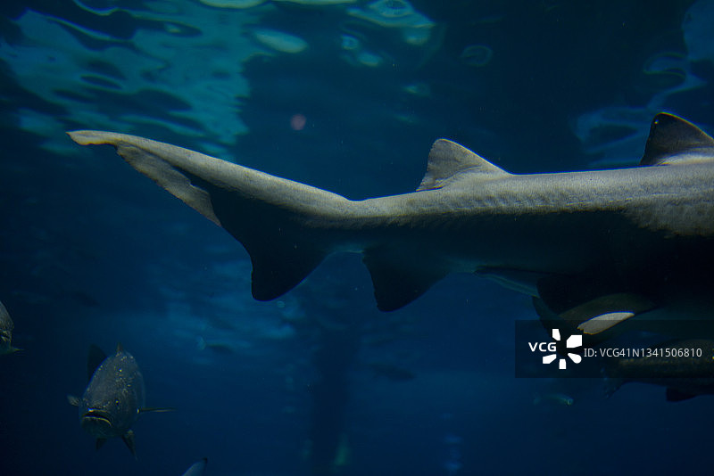 公牛鲨（Carcharhinus leucas）。图片素材