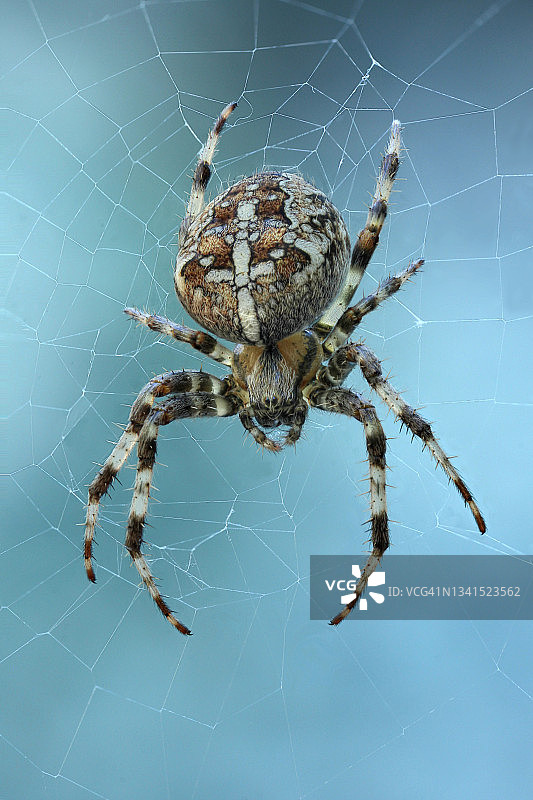 花园的蜘蛛图片素材