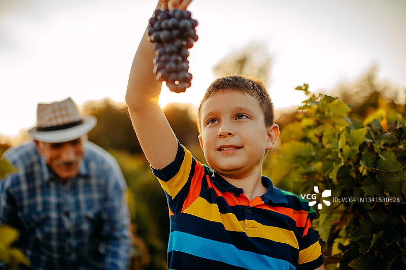 在葡萄园里采摘葡萄图片素材
