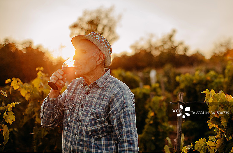 在葡萄园里采摘葡萄图片素材