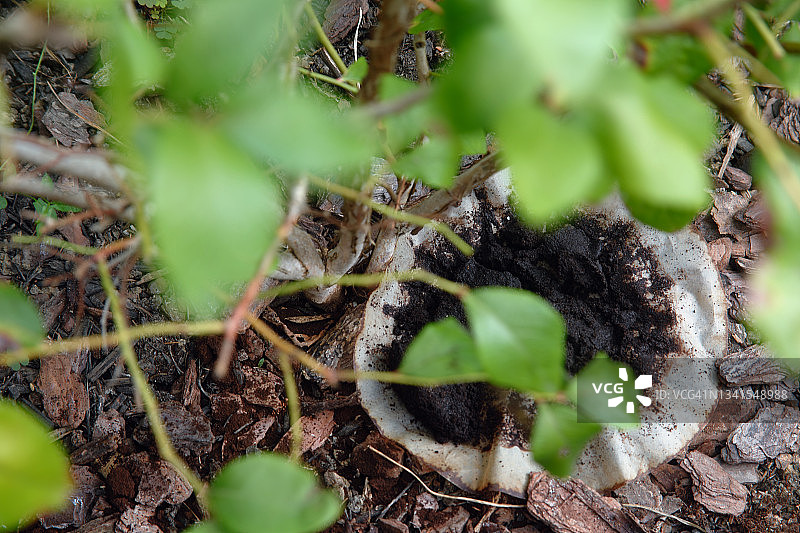 在早秋蓝莓灌木丛周围回收用过的咖啡渣图片素材