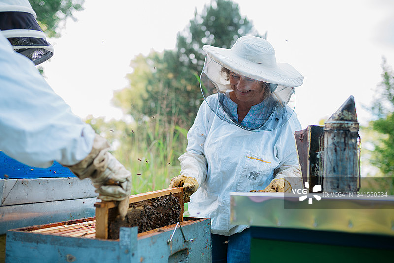 白人女性养蜂人在检查蜂箱图片素材
