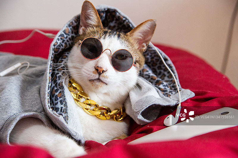 戴着帽衫听音乐的猫图片素材