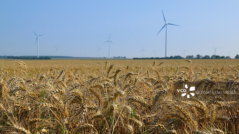 绿色能源与有机食品：金色麦田中的风力涡轮机图片素材