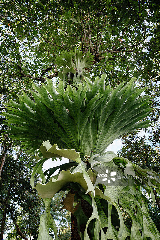 热带森林中的鹿角蕨图片素材