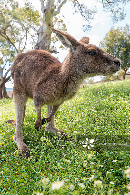 靠近相机镜头的年轻袋鼠图片素材