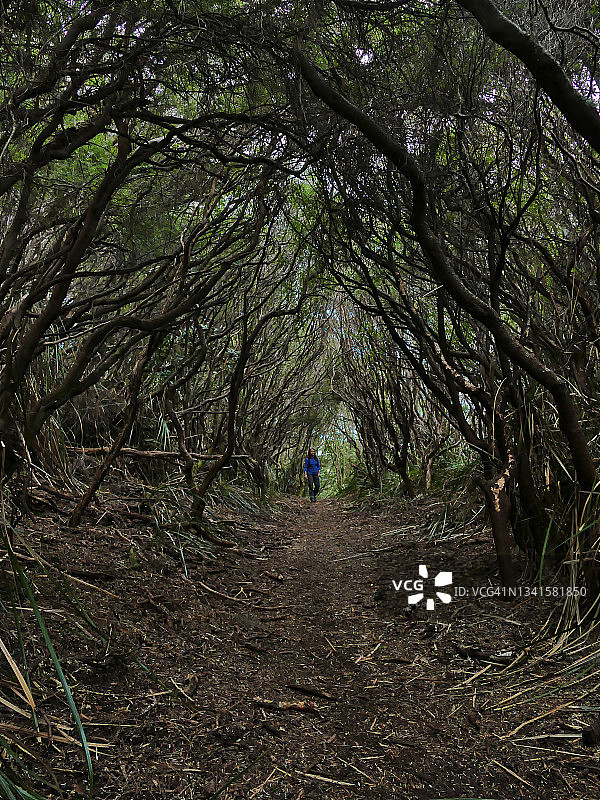 在塔斯马尼亚南海岸小径的树木隧道中行走的女人图片素材