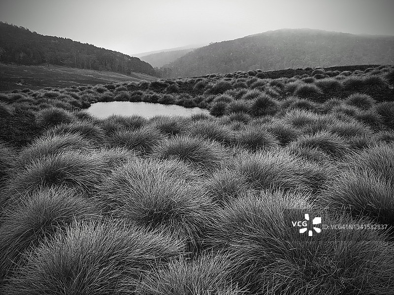 摇篮山-圣克莱尔湖国家公园Overland Track沿线的纽扣草平原图片素材
