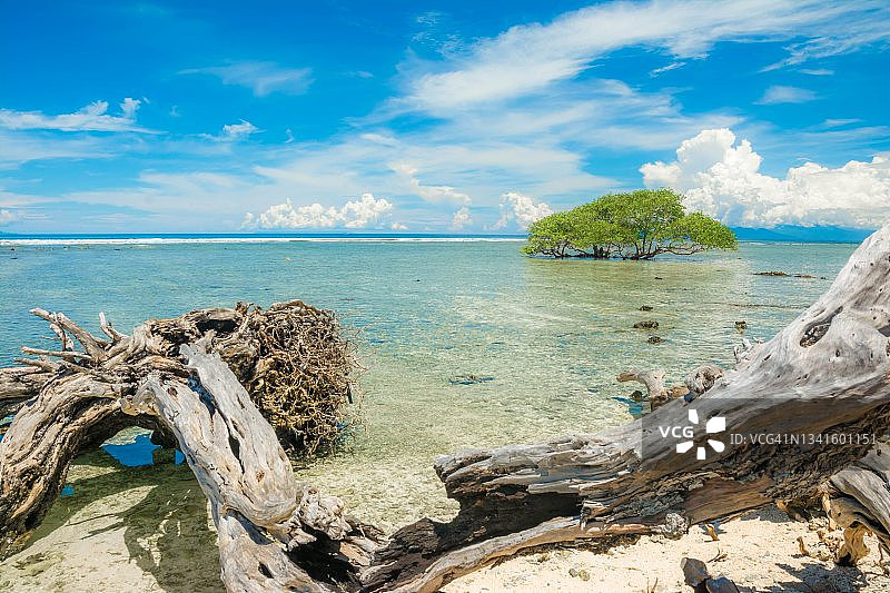 吉利特拉旺岸岛红树林上的枯木图片素材