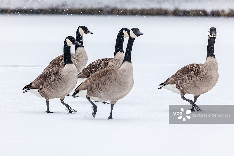 加拿大鹅在雪地上行走图片素材