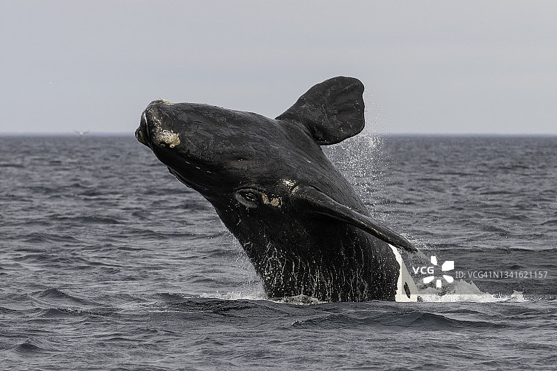 南露脊鲸跃出水面，瓦尔德斯半岛，阿根廷图片素材