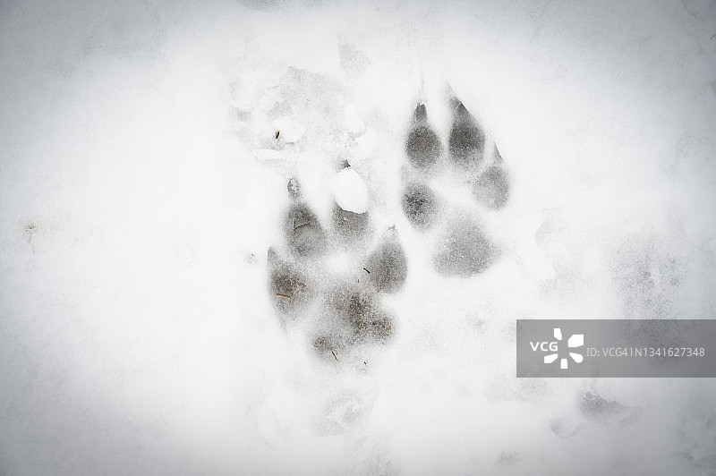 冬季雪地上的动物足迹图片素材