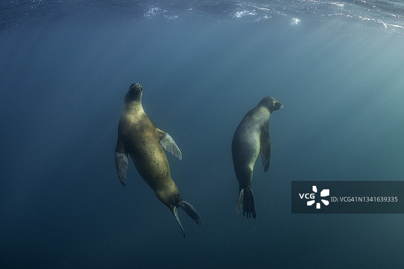 阿根廷瓦尔德斯半岛新海湾的南海狮图片素材