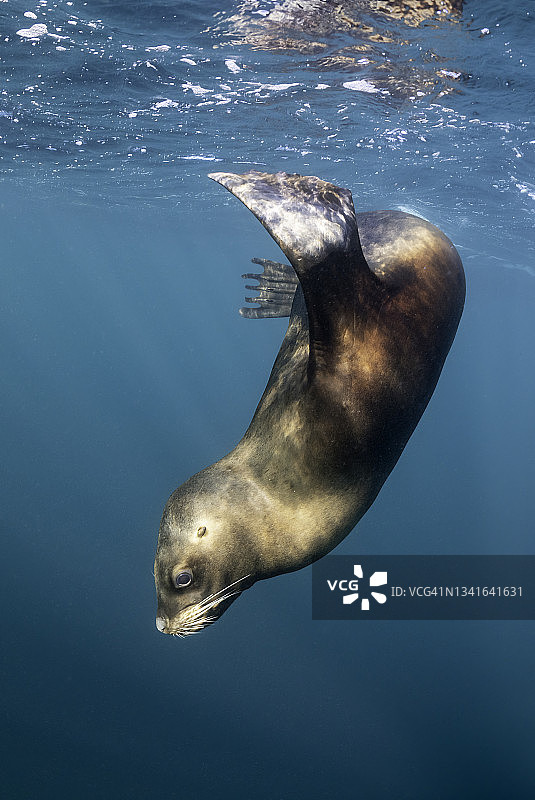 南美海狮，新海湾，瓦尔德斯半岛，阿根廷图片素材