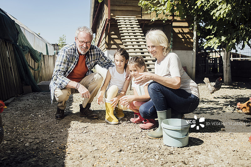 小姐妹和祖父母在农场喂鸡图片素材