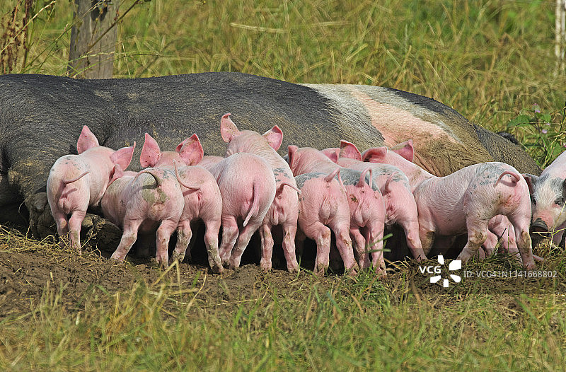 哺乳期的小猪图片素材
