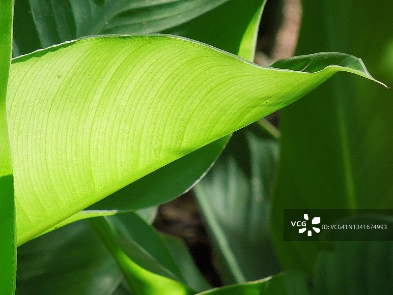 鸟类喜欢美人蕉的绿色叶子图片素材