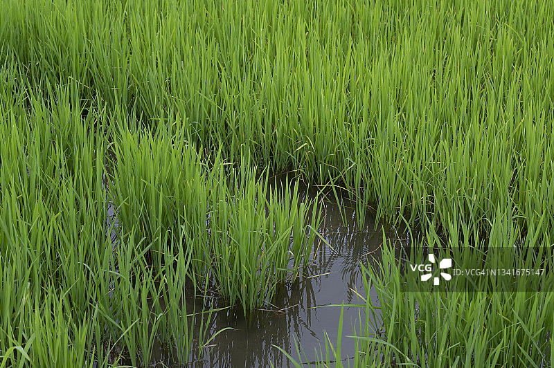 有水的水稻田图片素材