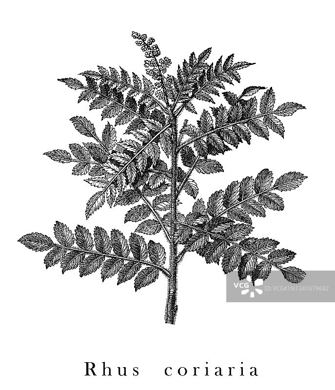 西西里漆树复古雕刻插图图片素材