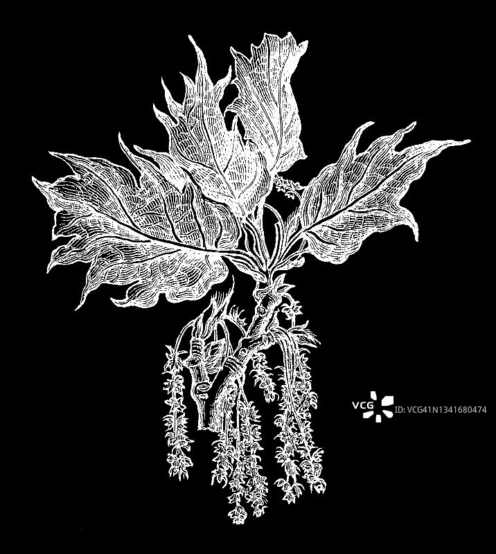 瓦隆尼亚栎老式版画图片素材