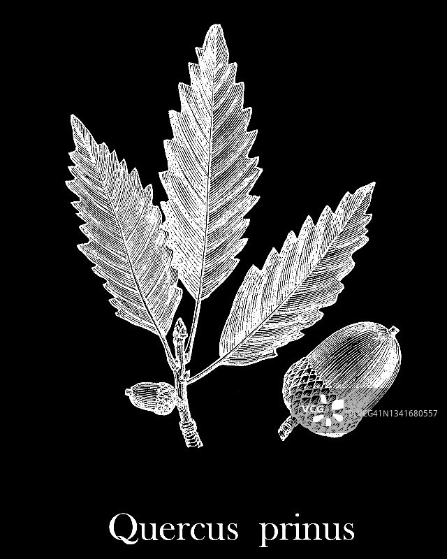 栗树（栎树）的古老版画插图图片素材