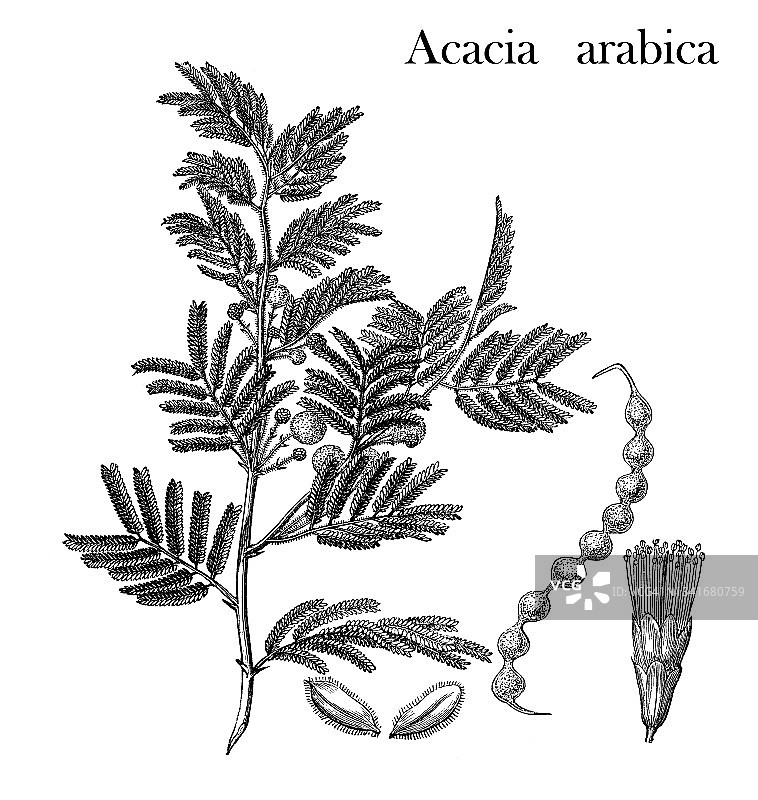 金合欢树老旧雕刻插画图片素材